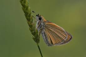 Attēlu rezultāti vaicājumam “Thymelicus lineola”