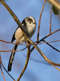 Attēlu rezultāti vaicājumam “Aegithalos caudatus”