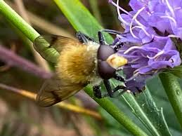 Attēlu rezultāti vaicājumam “Arctophila superbiens”