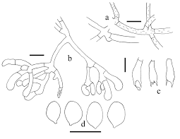 Attēlu rezultāti vaicājumam “Athelia arachnoidea”