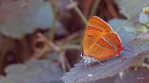 Attēlu rezultāti vaicājumam “Thecla betulae female”