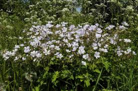 Attēlu rezultāti vaicājumam “Geranium sylvaticum bud”