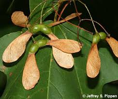 Attēlu rezultāti vaicājumam “Acer saccharinum fruit”