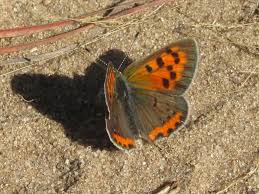 Attēlu rezultāti vaicājumam “Lycaena phlaeas”
