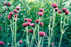 Attēlu rezultāti vaicājumam “Cirsium x rigens flower”