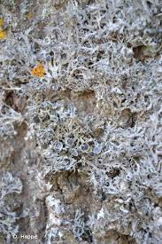 Attēlu rezultāti vaicājumam “Anaptychia ciliaris”