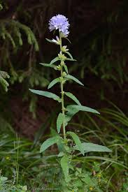 Attēlu rezultāti vaicājumam “Campanula cervicaria”