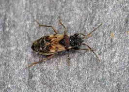 Attēlu rezultāti vaicājumam “Scolopostethus thomsoni”