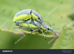 Attēlu rezultāti vaicājumam “Chlorophanus viridis”