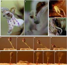 Attēlu rezultāti vaicājumam “Dactylorhiza fuchsii bud”