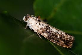 Attēlu rezultāti vaicājumam “Hedya salicella”