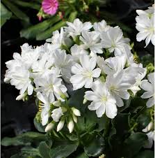 Image result for Bitterwurz