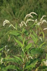 Attēlu rezultāti vaicājumam “Persicaria lapathifolia flower”