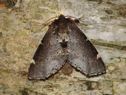 Attēlu rezultāti vaicājumam “Odontosia carmelita”