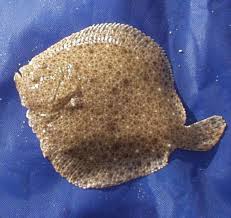 Image result for Scophthalmus maximus