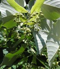 Attēlu rezultāti vaicājumam “Tilia tomentosa leaf”