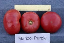 Afbeeldingsresultaat voor marizol purple tomato