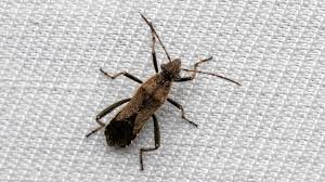 Attēlu rezultāti vaicājumam “Alydus calcaratus imago”