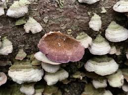 Attēlu rezultāti vaicājumam “Trichaptum abietinum”