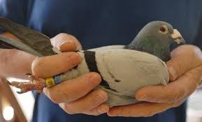 Image result for Abbeyton & Broomfield Racing Pigeons