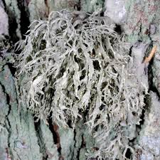 Attēlu rezultāti vaicājumam “Ramalina farinacea”