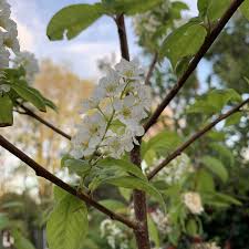 Attēlu rezultāti vaicājumam “Prunus (bird-cherry tree)”