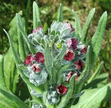 Attēlu rezultāti vaicājumam “Cynoglossum officinale flower”