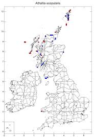 Attēlu rezultāti vaicājumam “Caloplaca scopularis”