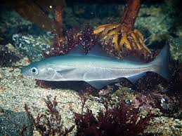 Image result for Pollachius virens