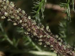 Attēlu rezultāti vaicājumam “Macrosiphoniella millefolii”