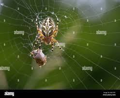 Attēlu rezultāti vaicājumam “Aculepeira ceropegia”