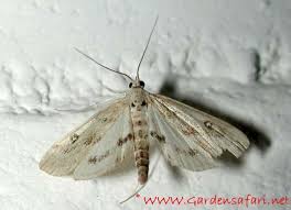 Attēlu rezultāti vaicājumam “Parapoynx stratiotata male”