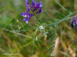 Attēlu rezultāti vaicājumam “Vicia tenuifolia flower”