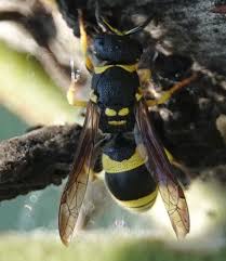 Attēlu rezultāti vaicājumam “Ancistrocerus sp. male”