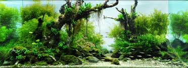 Znalezione obrazy dla zapytania takashi amano%