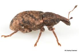 Attēlu rezultāti vaicājumam “Curculionidae”