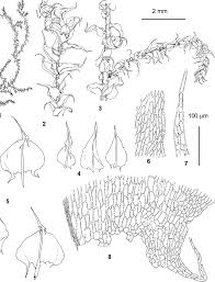 Attēlu rezultāti vaicājumam “Brachythecium salebrosum”