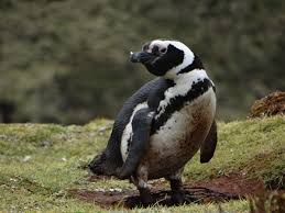 Image result for penguin