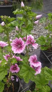 Image result for Malva sylvestris 'Zebrina'