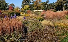 Image result for Piet Oudolf