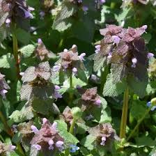 Attēlu rezultāti vaicājumam “Lamium purpureum flower”