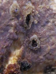 Attēlu rezultāti vaicājumam “Vuilleminia comedens”