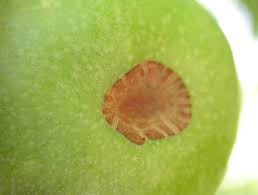 Attēlu rezultāti vaicājumam “Orthosia sp. larva”