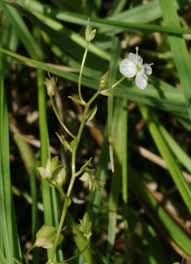 Attēlu rezultāti vaicājumam “Veronica scutellata flower”