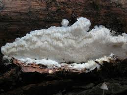 Attēlu rezultāti vaicājumam “Postia sericeomollis”