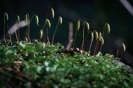 Attēlu rezultāti vaicājumam “Rhizomnium punctatum sporophyte”