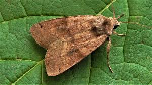 Attēlu rezultāti vaicājumam “Xestia baja”