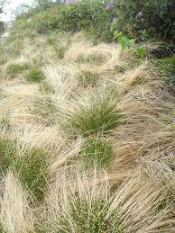 Attēlu rezultāti vaicājumam “Trichophorum cespitosum fruit”