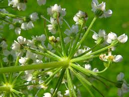 Attēlu rezultāti vaicājumam “Cnidium dubium”