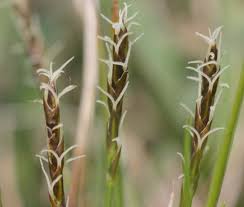 Attēlu rezultāti vaicājumam “Carex davalliana”